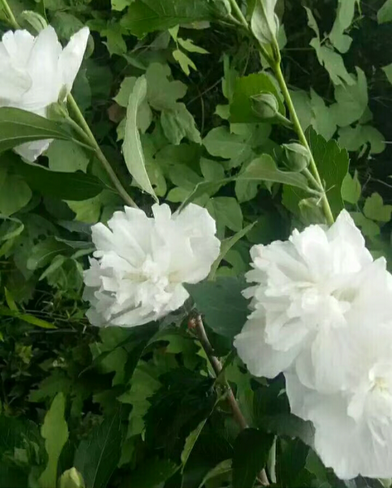 中药材木槿花白花重瓣木槿花干正品饮用