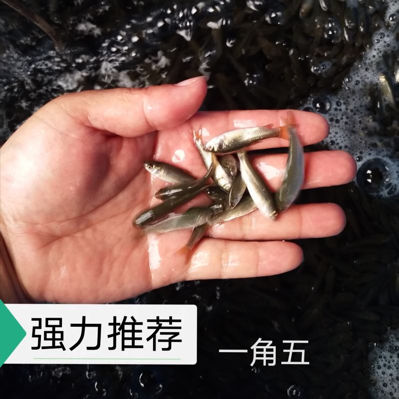 草鱼苗广草苗免费提供养殖技术欢迎来电视频看货