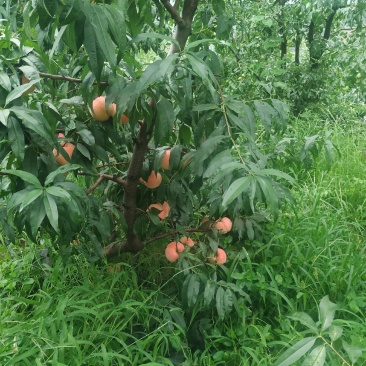 玉红蜜红桃
