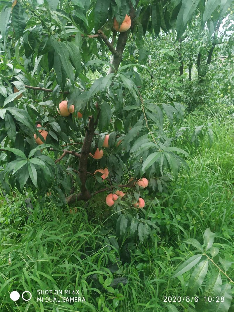 玉红蜜红桃