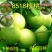 8518核桃苗新品种核桃苗薄皮核桃苗纯种嫁接苗包邮