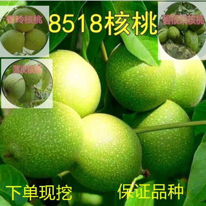 8518核桃苗新品种核桃苗薄皮核桃苗纯种嫁接苗包邮