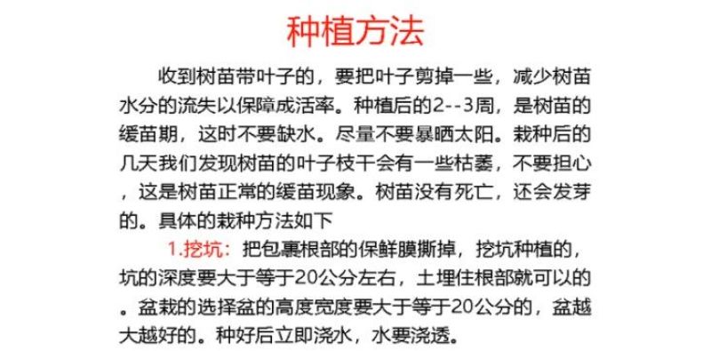8518核桃苗新品种核桃苗薄皮核桃苗纯种嫁接苗包邮