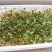 甘肃药材基地黄芪种子风选新货长年供应大量库存价格优惠