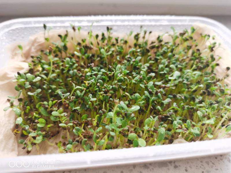 甘肃药材基地黄芪种子风选新货长年供应大量库存价格优惠
