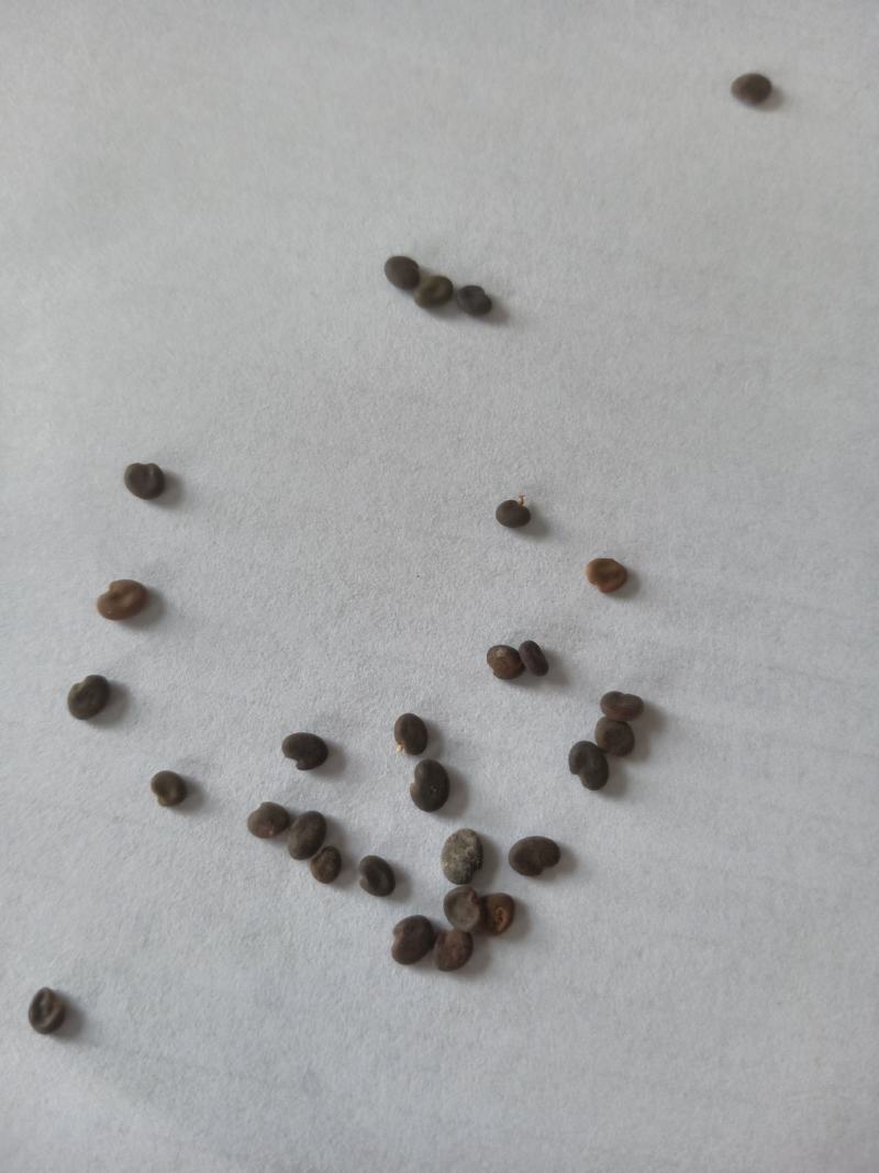 甘肃药材基地黄芪种子风选新货长年供应大量库存价格优惠