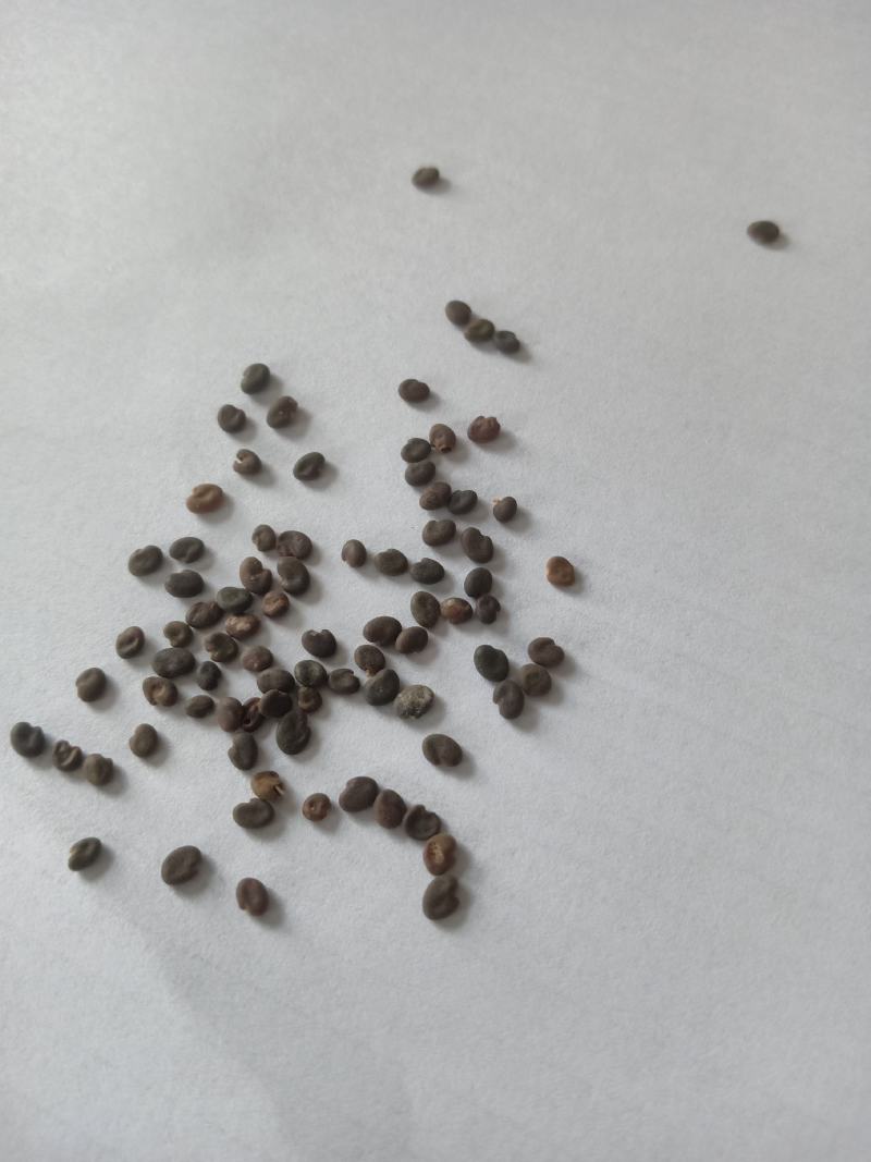 甘肃药材基地黄芪种子风选新货长年供应大量库存价格优惠