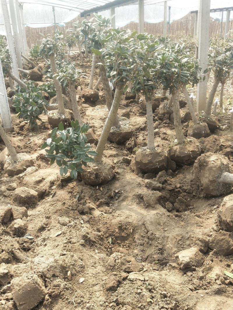 桂花.日香桂大量批发