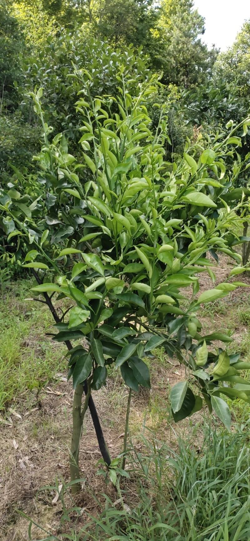 明日见柑桔枝条枝条粗壮现剪现卖有假包赔
