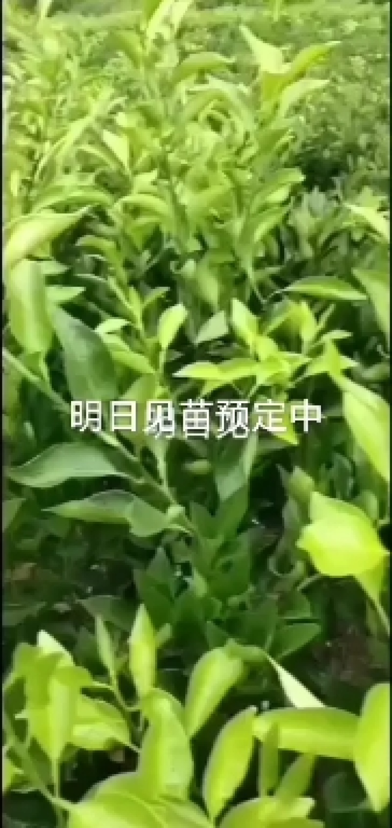 明日见柑桔枝条枝条粗壮现剪现卖有假包赔
