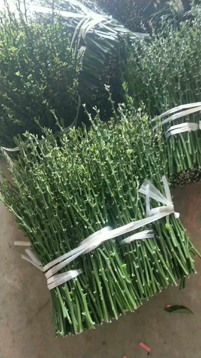明日见柑桔枝条枝条粗壮现剪现卖有假包赔