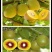 【新品种】红心绿心大果猕猴桃苗盆栽地栽南北种植品种齐全