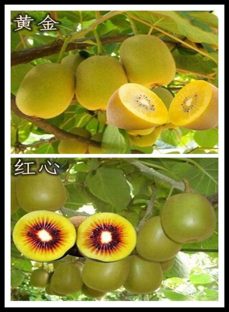 【新品种】红心绿心大果猕猴桃苗盆栽地栽南北种植品种齐全