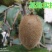 【新品种】红心绿心大果猕猴桃苗盆栽地栽南北种植品种齐全