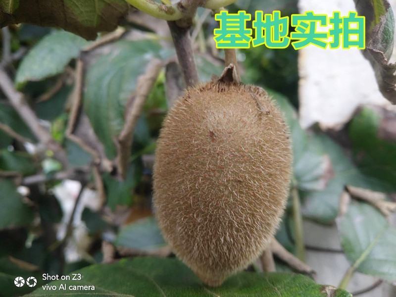 【新品种】红心绿心大果猕猴桃苗盆栽地栽南北种植品种齐全