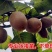 【新品种】红心绿心大果猕猴桃苗盆栽地栽南北种植品种齐全