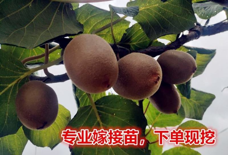 【新品种】红心绿心大果猕猴桃苗盆栽地栽南北种植品种齐全