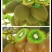 【新品种】红心绿心大果猕猴桃苗盆栽地栽南北种植品种齐全