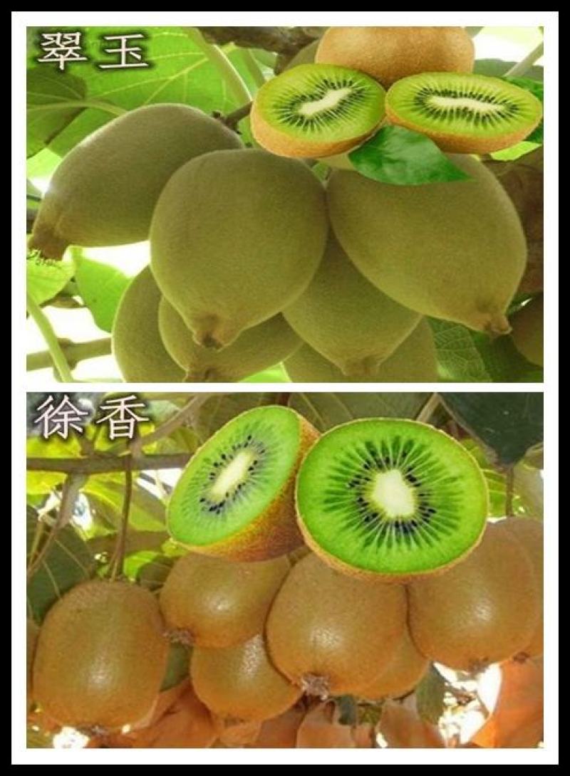 【新品种】红心绿心大果猕猴桃苗盆栽地栽南北种植品种齐全