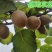 【新品种】红心绿心大果猕猴桃苗盆栽地栽南北种植品种齐全
