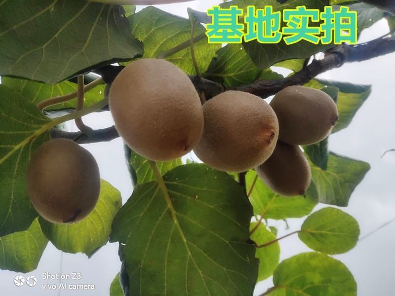 【新品种】红心绿心大果猕猴桃苗盆栽地栽南北种植品种齐全