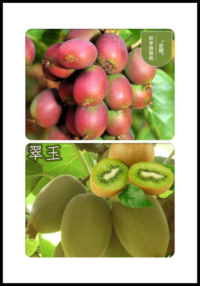 【新品种】红心绿心大果猕猴桃苗盆栽地栽南北种植品种齐全