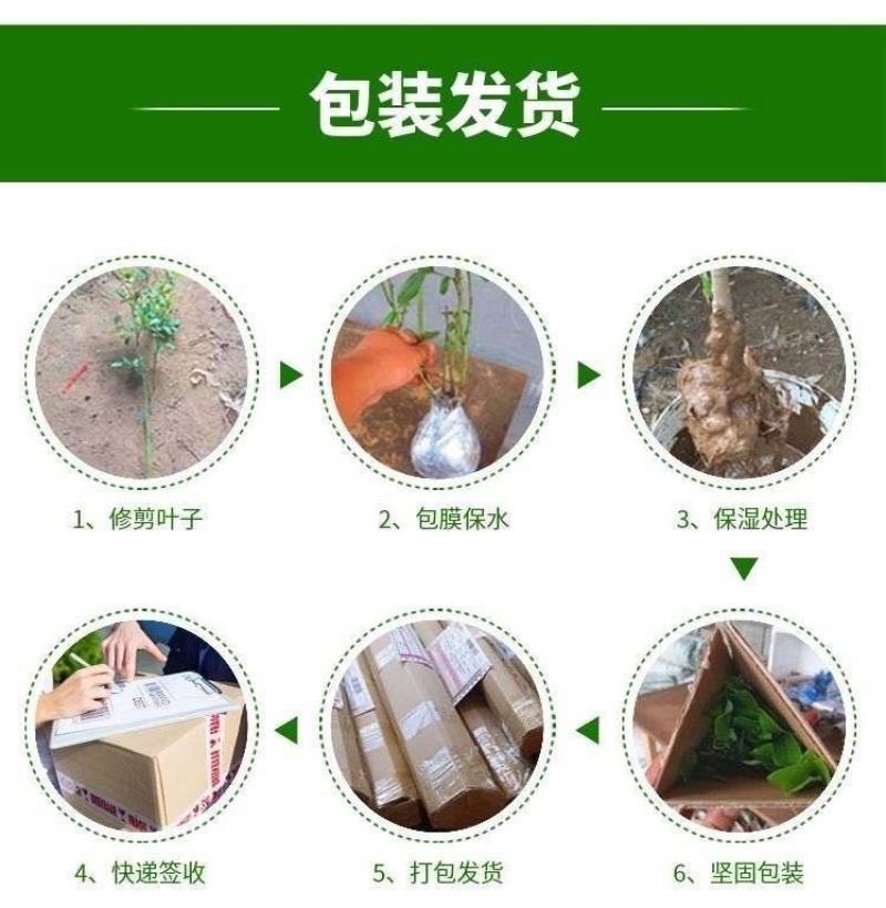 【新品种】红心绿心大果猕猴桃苗盆栽地栽南北种植品种齐全