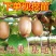 【新品种】红心绿心大果猕猴桃苗盆栽地栽南北种植品种齐全