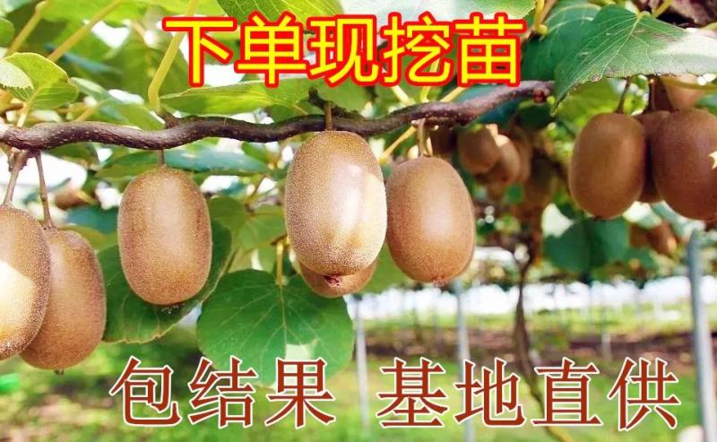 【新品种】红心绿心大果猕猴桃苗盆栽地栽南北种植品种齐全