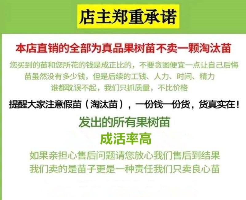 【新品种】红心绿心大果猕猴桃苗盆栽地栽南北种植品种齐全