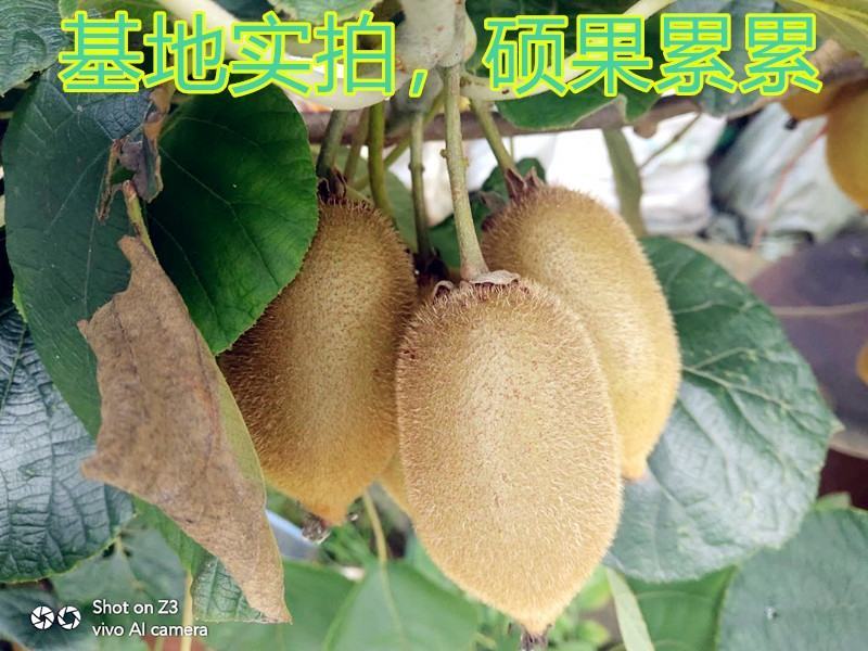 【新品种】红心绿心大果猕猴桃苗盆栽地栽南北种植品种齐全