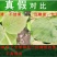 【新品种】红心绿心大果猕猴桃苗盆栽地栽南北种植品种齐全