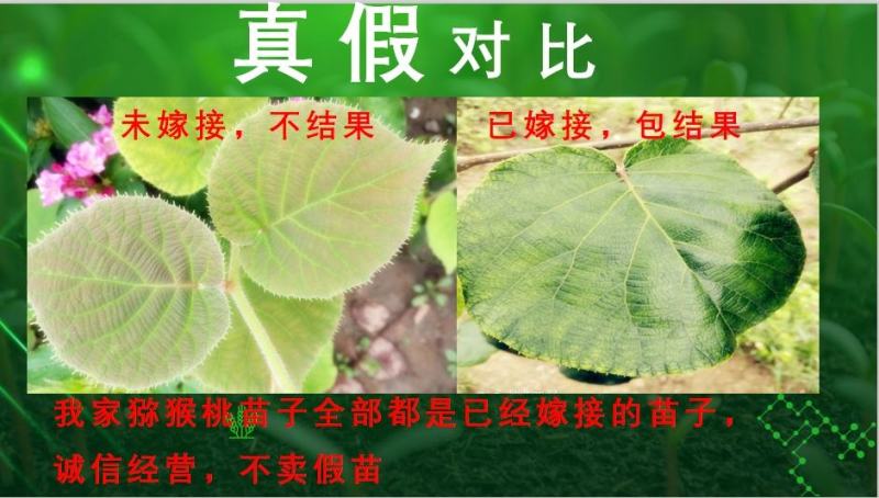 【新品种】红心绿心大果猕猴桃苗盆栽地栽南北种植品种齐全