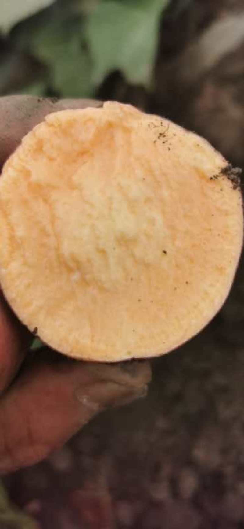 千亩烟薯基地火爆出货中