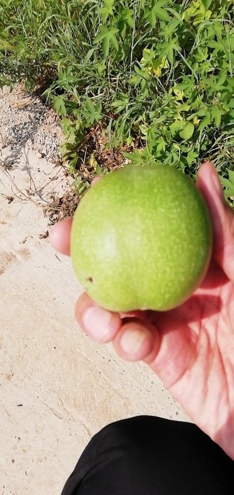 硕丰核桃大量现货需要的抓紧预订