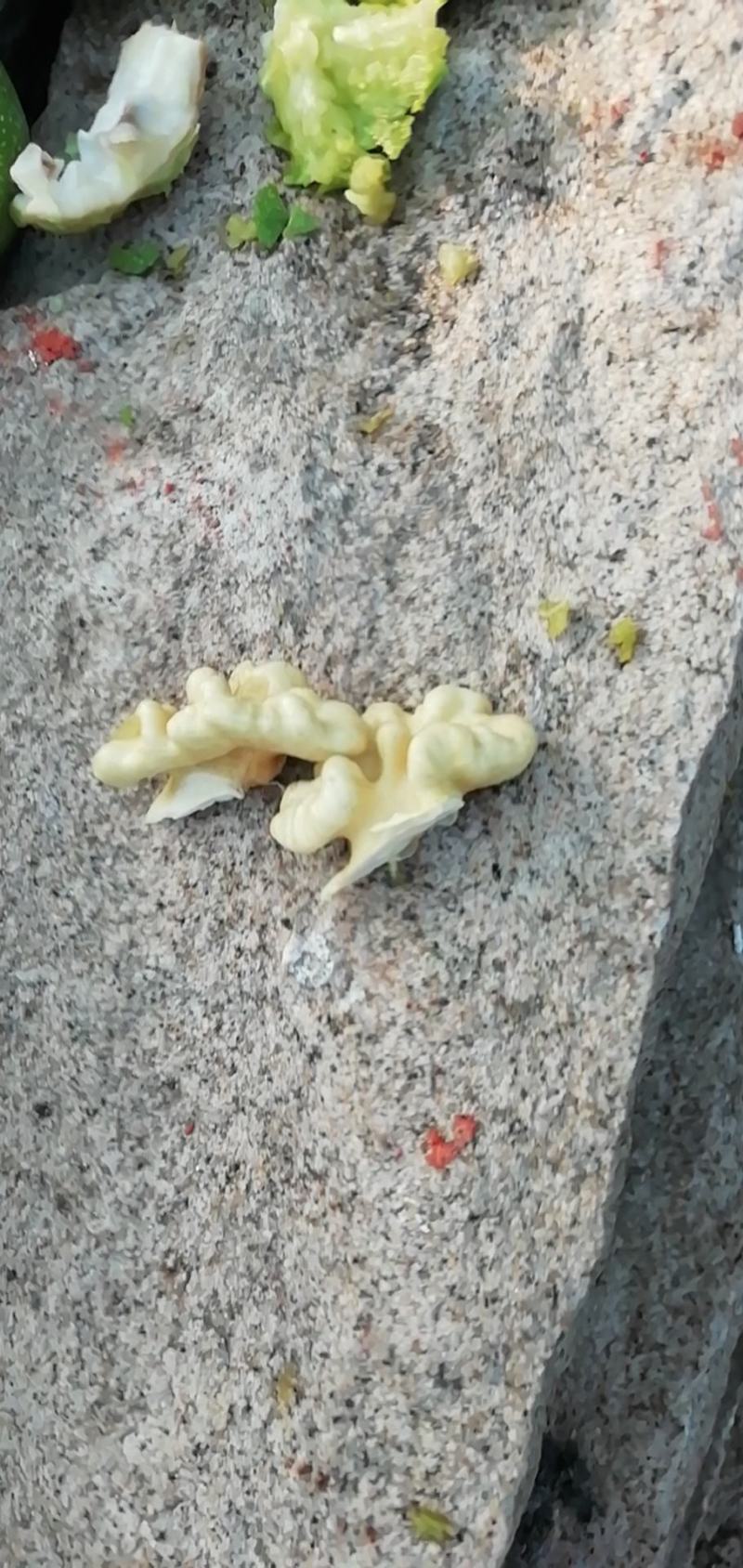 硕丰核桃大量现货需要的抓紧预订