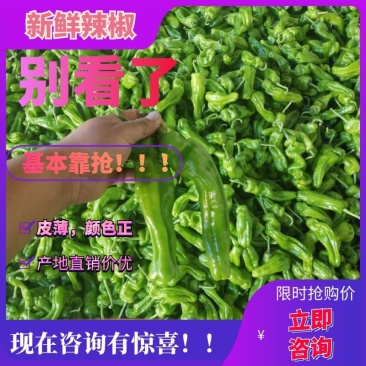 山东辣椒鲜辣椒新苗芜湖椒，皮薄，颜色正，一手货源电商