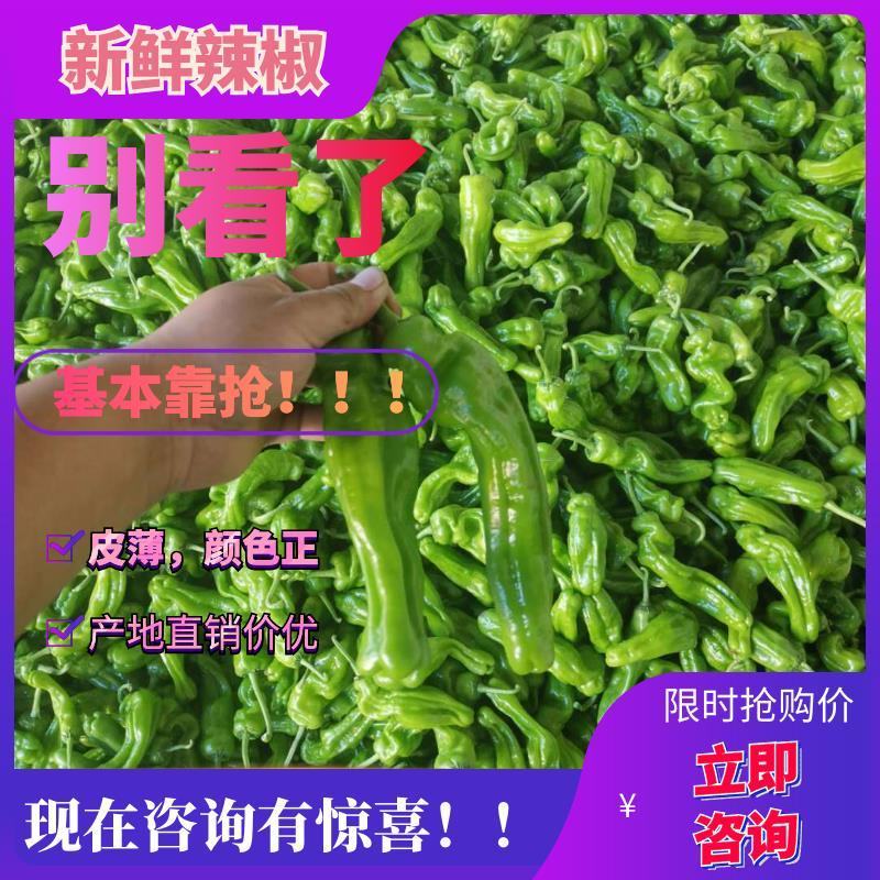 山东辣椒鲜辣椒新苗芜湖椒，皮薄，颜色正，一手货源电商
