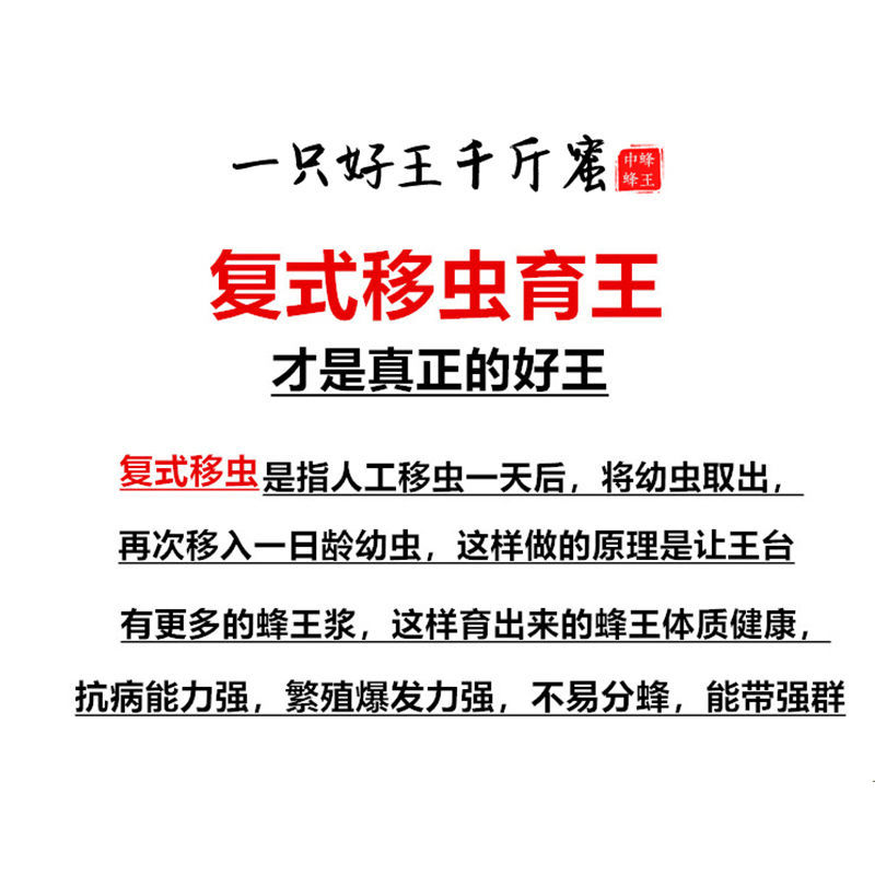 中蜂蜂王种王优质高产蜜蜂活体产卵王双色杂交交尾阿坝黑色处