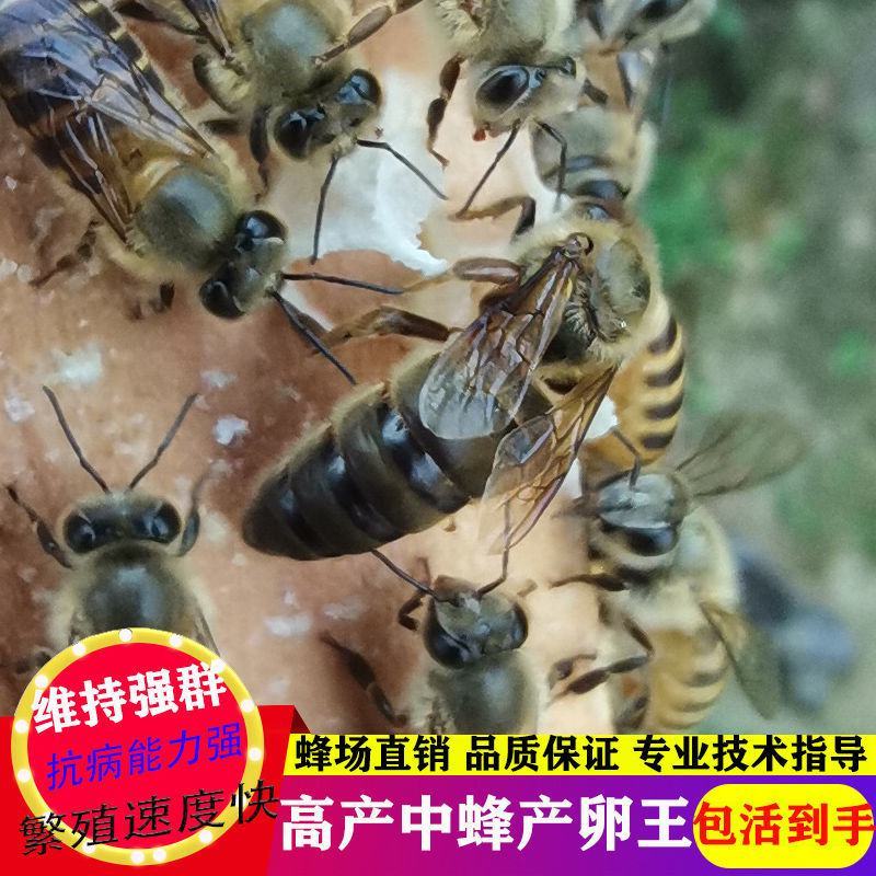 中蜂蜂王种王优质高产蜜蜂活体产卵王双色杂交交尾阿坝黑色处