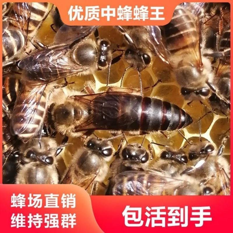 中蜂蜂王种王优质高产蜜蜂活体产卵王双色杂交交尾阿坝黑色处