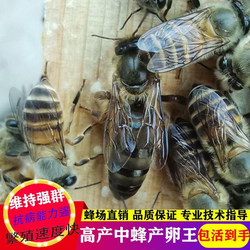 中蜂蜂王种王优质高产蜜蜂活体产卵王双色杂交交尾阿坝黑色处