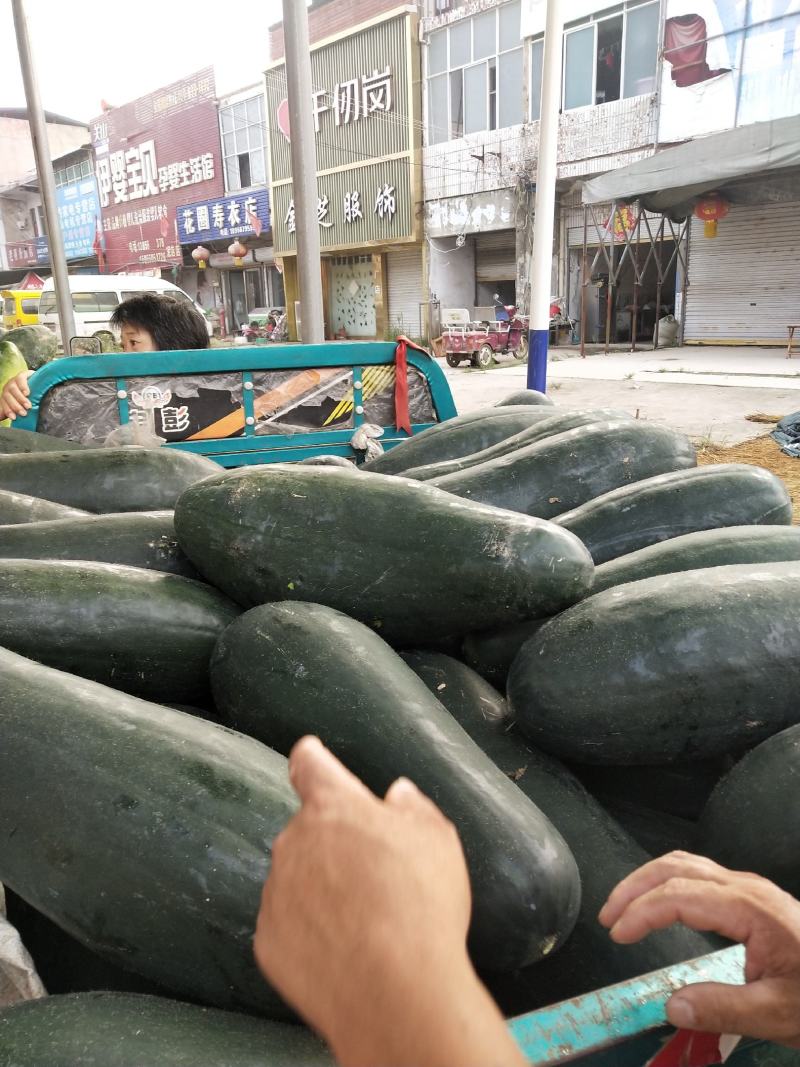 安徽亳州黑皮东瓜，果大肉厚油亮，产地直销，欢迎采购，