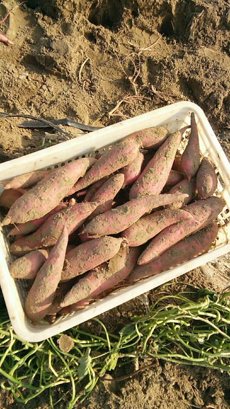 沙滩地种植，西瓜红，干面甜，特别好吃，货源充足