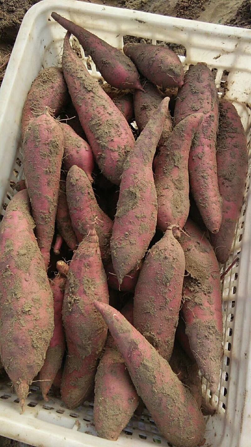 沙滩地种植，西瓜红，干面甜，特别好吃，货源充足