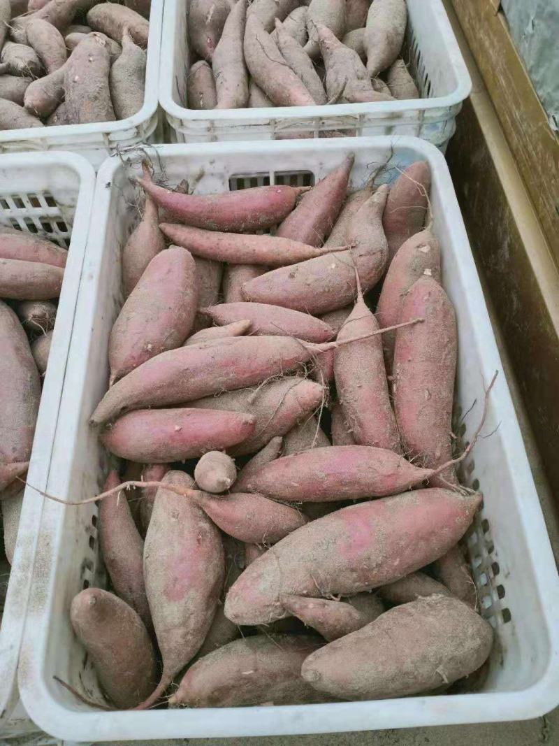 沙滩地种植，西瓜红，干面甜，特别好吃，货源充足