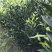 正宗新会柑苗有红柠檬头嫁接、新会柑头嫁接、圈枝