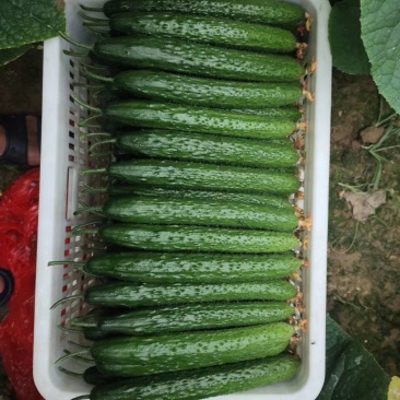 山东黄瓜，大棚黄瓜，青瓜常年供商超市场质量保证。