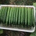 山东黄瓜，大棚黄瓜，青瓜常年供商超市场质量保证。