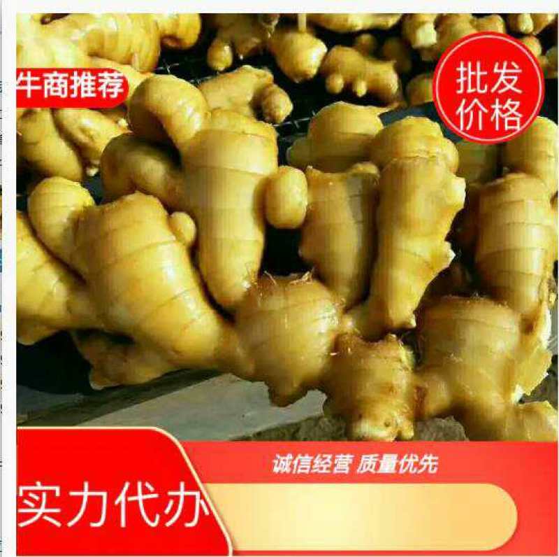 老姜批发价格，山东生姜产地，黄姜基地，产地直销诚信经营
